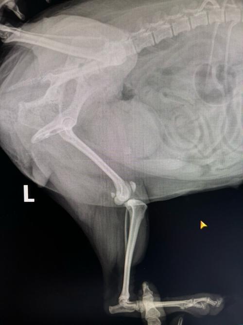 噩耗!奥德里奥索拉确诊左膝前十字韧带断裂并手术
